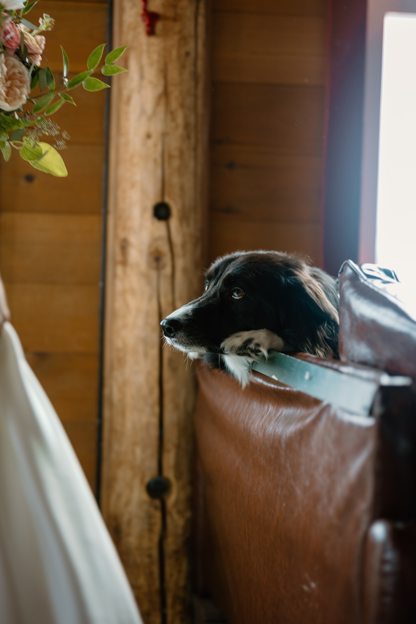 wedding photography dog looking at bride wedding dress waterville valley wedding venue new hampshire abby clark