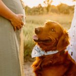 Maternity portrait with couple and golden retriever dog with mountains in background, NH