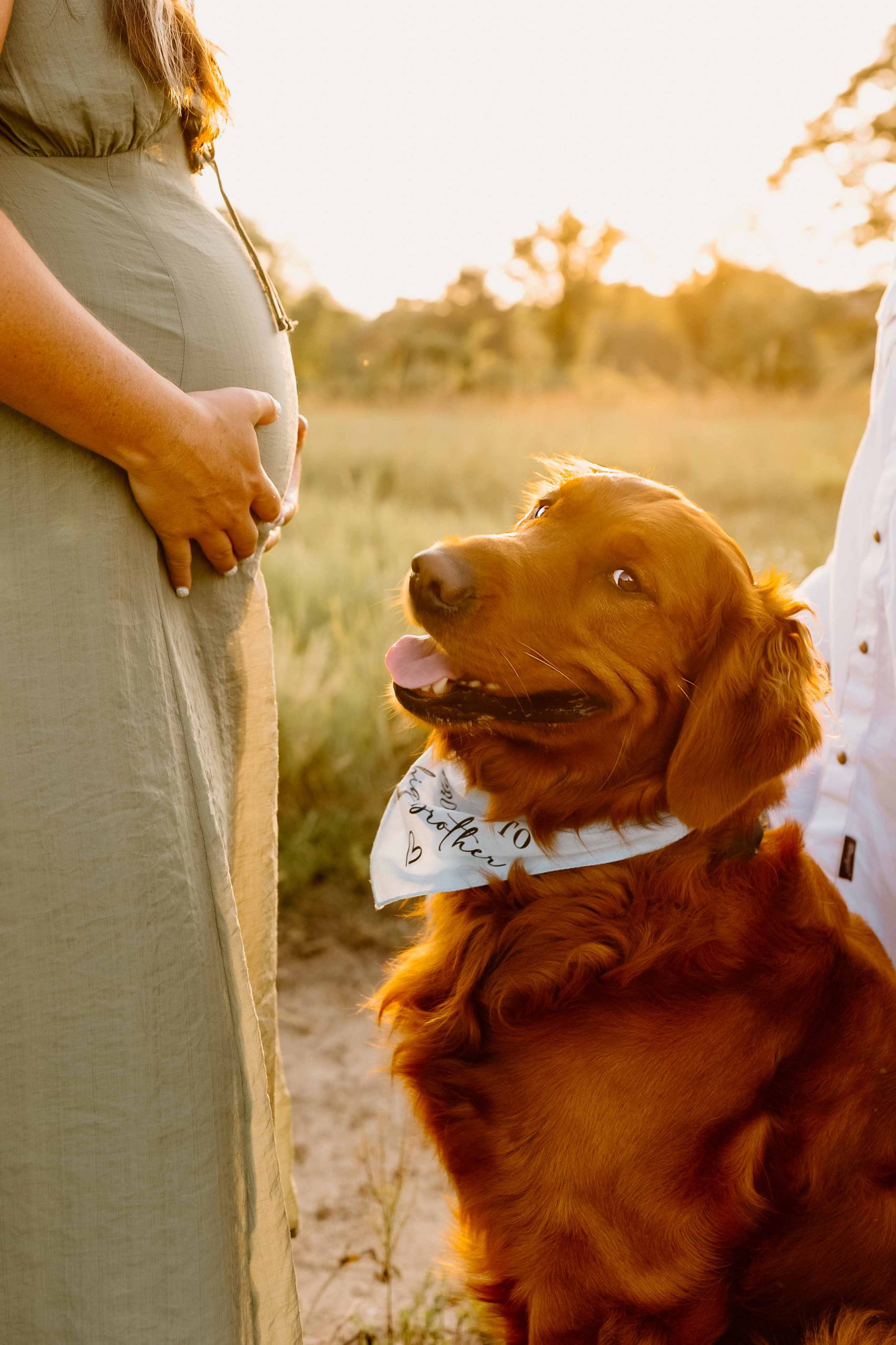 Maternity portrait with couple and golden retriever dog with mountains in background, NH